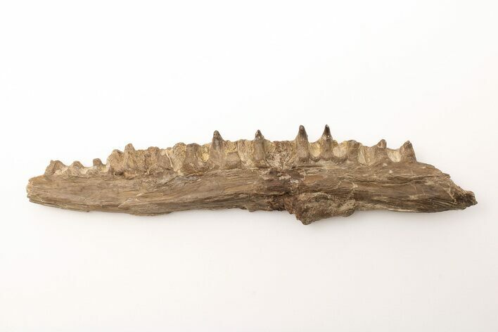 Fossil Fish (Cimolichthys) Jaw Section - Kansas #197617